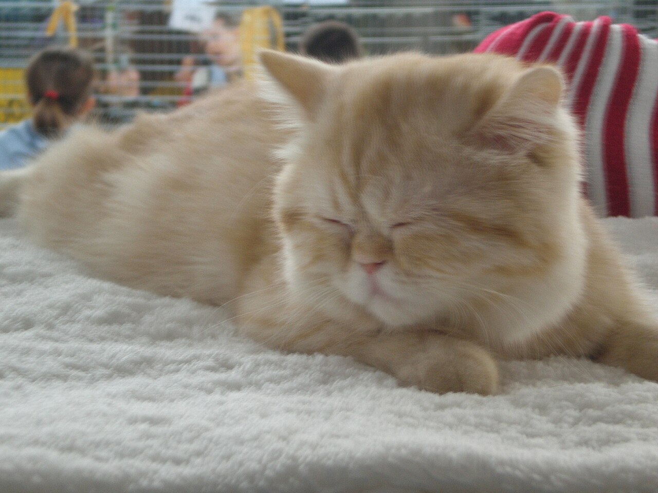 Exotic Shorthair — 3