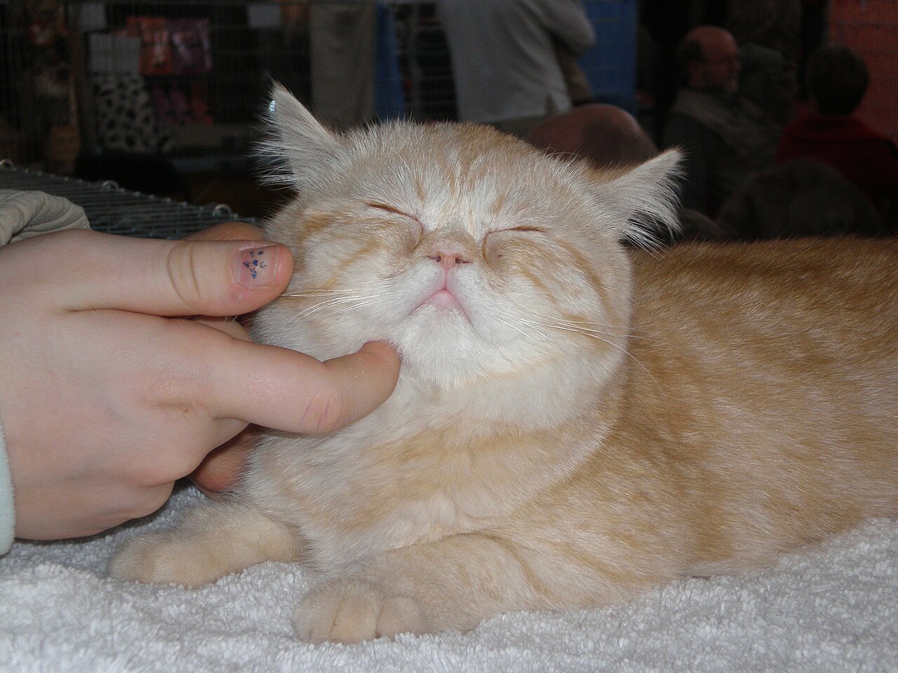 Exotic Shorthair — 4