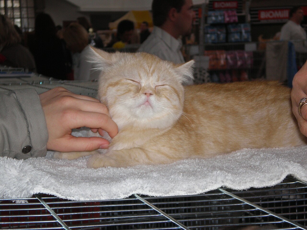 Exotic Shorthair — 5