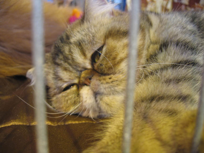 Exotic Shorthair — 6