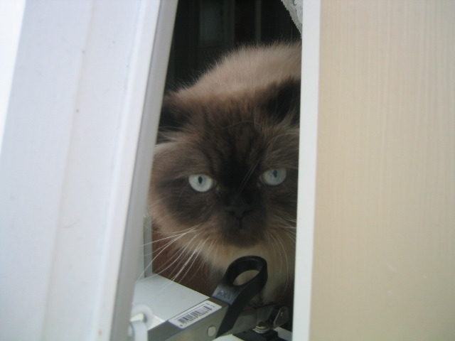 Himalayan, or Colorpoint Persian — 1