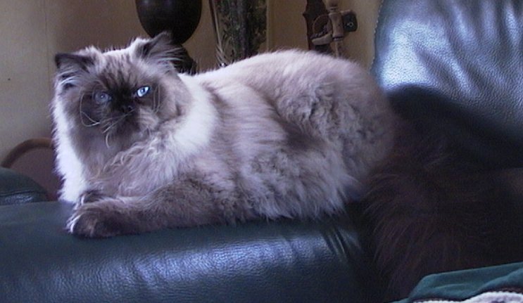 Himalayan, or Colorpoint Persian — 2