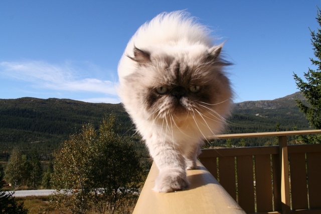 Himalayan, or Colorpoint Persian — 3