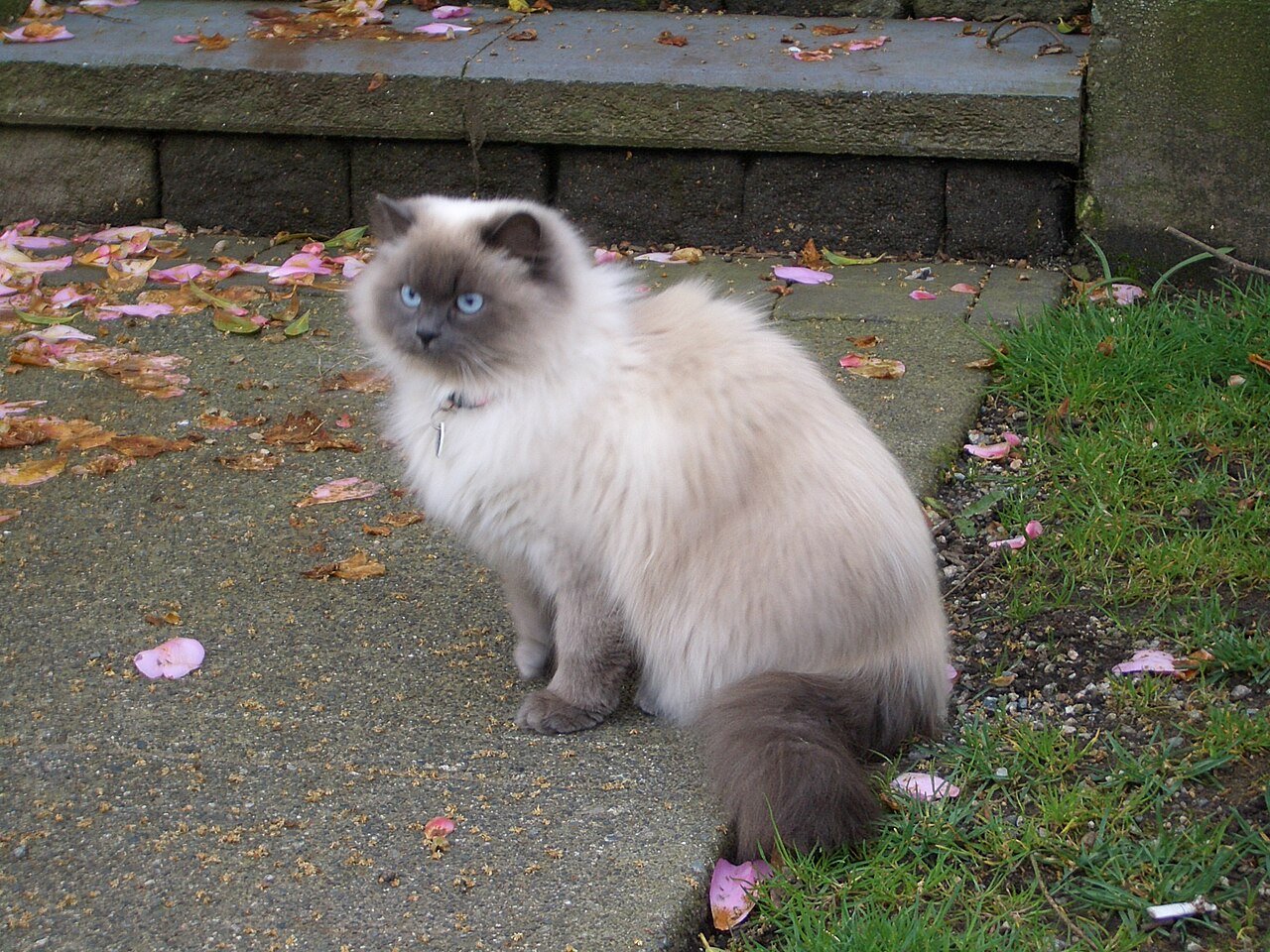 Himalayan, or Colorpoint Persian — 4