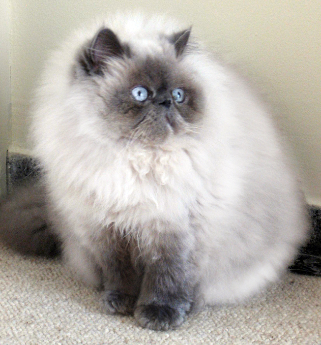 Himalayan, or Colorpoint Persian — 5
