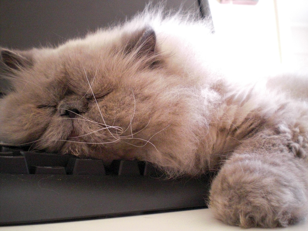 Himalayan, or Colorpoint Persian — 6
