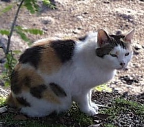Japanese Bobtail — 1