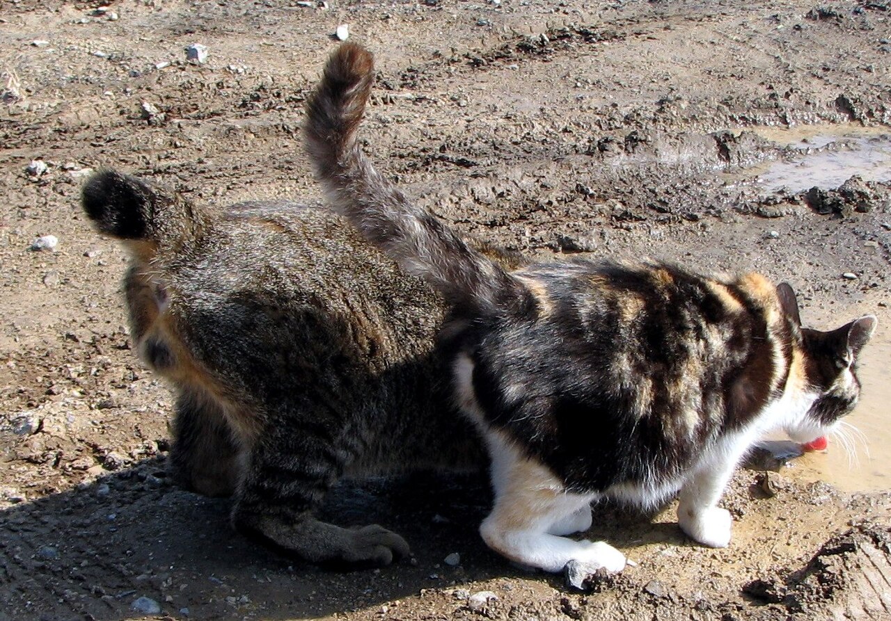 Japanese Bobtail — 2