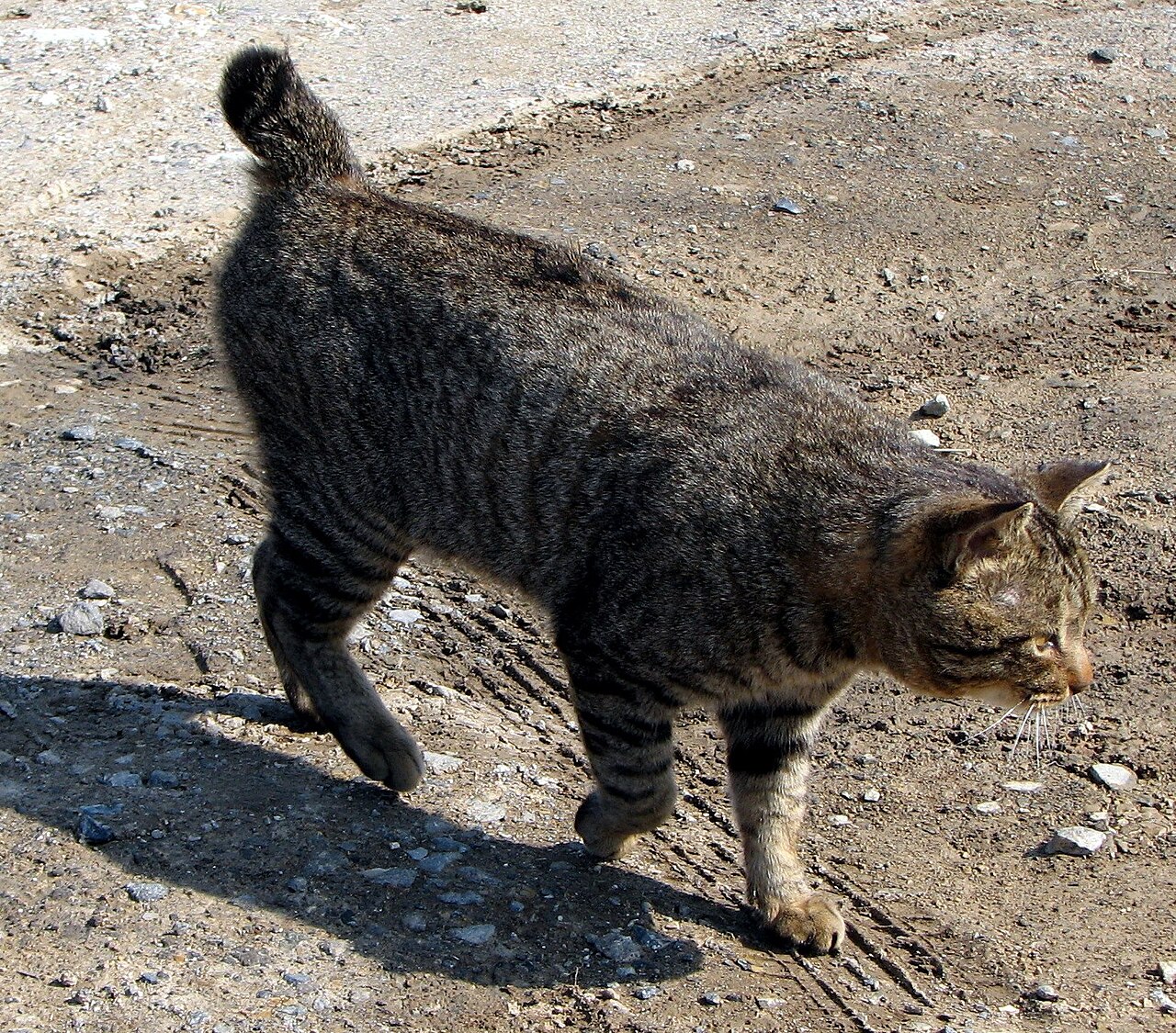 Japanese Bobtail — 3