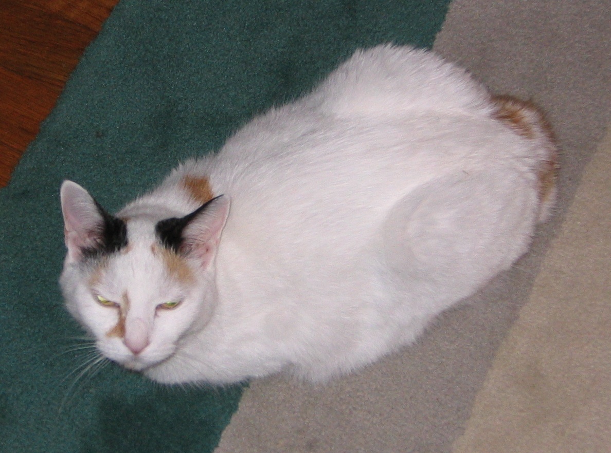 Japanese Bobtail — 4