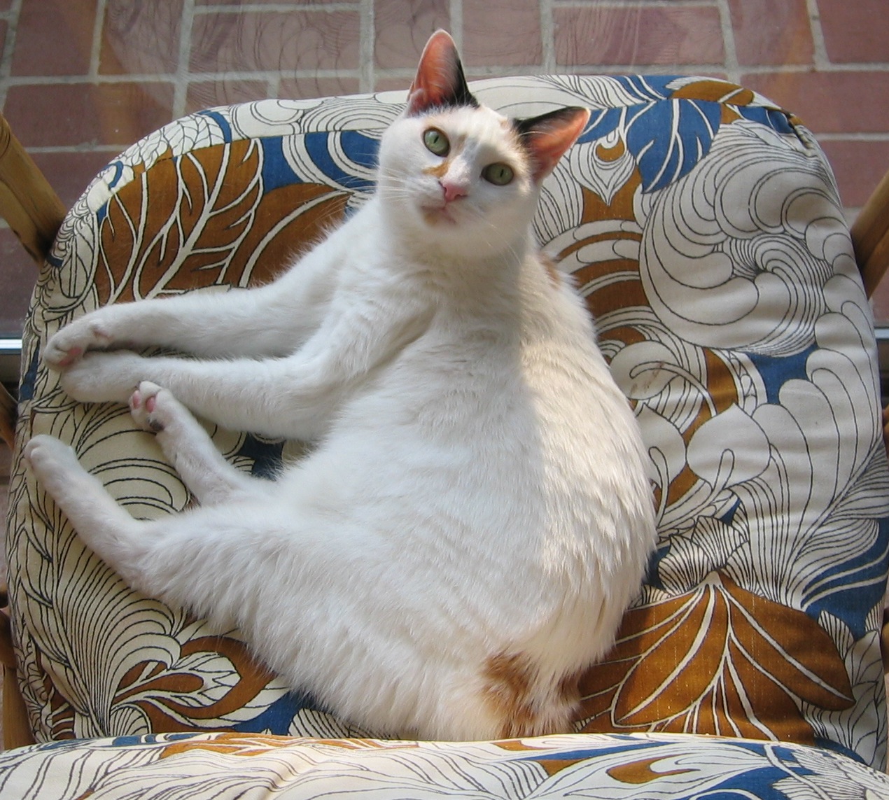 Japanese Bobtail — 5
