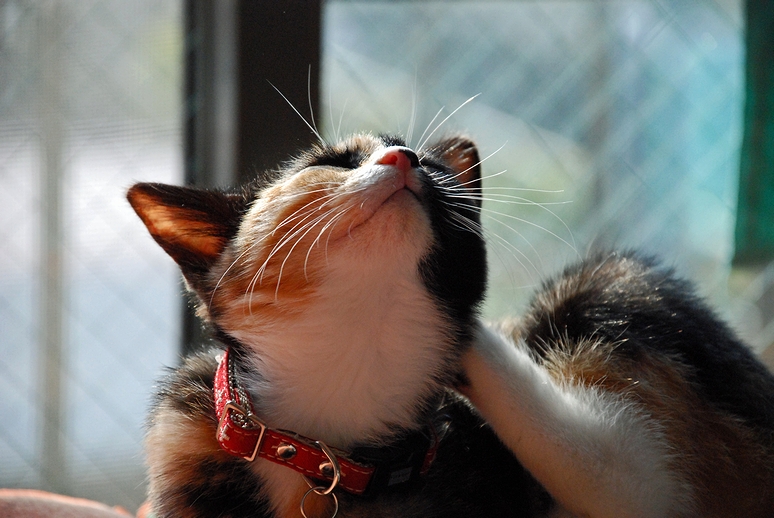 Japanese Bobtail — 6