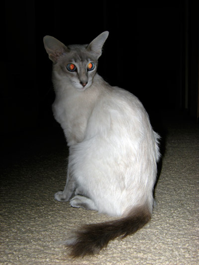 Javanese — 2