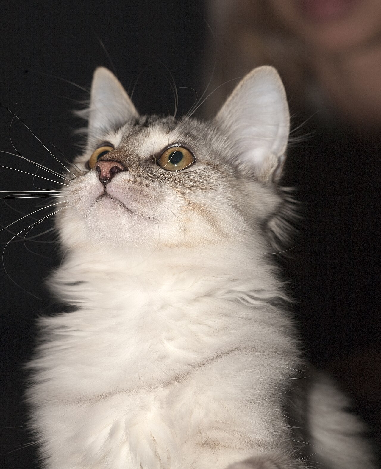 Karelian Bobtail — 1