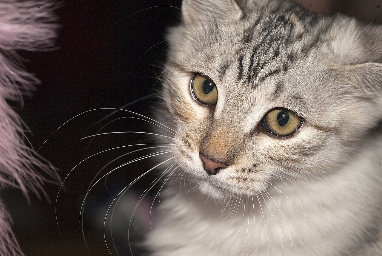 Karelian Bobtail — 2