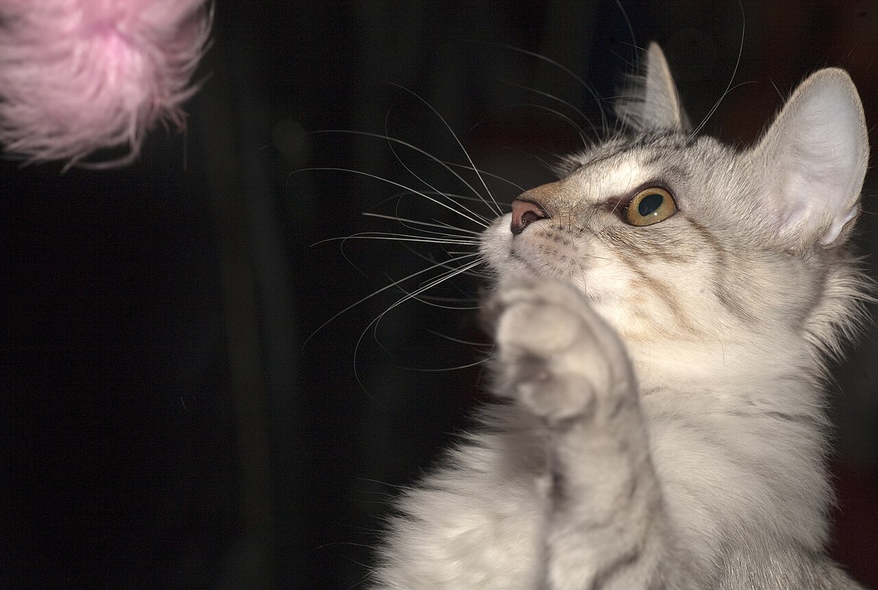 Karelian Bobtail — 4