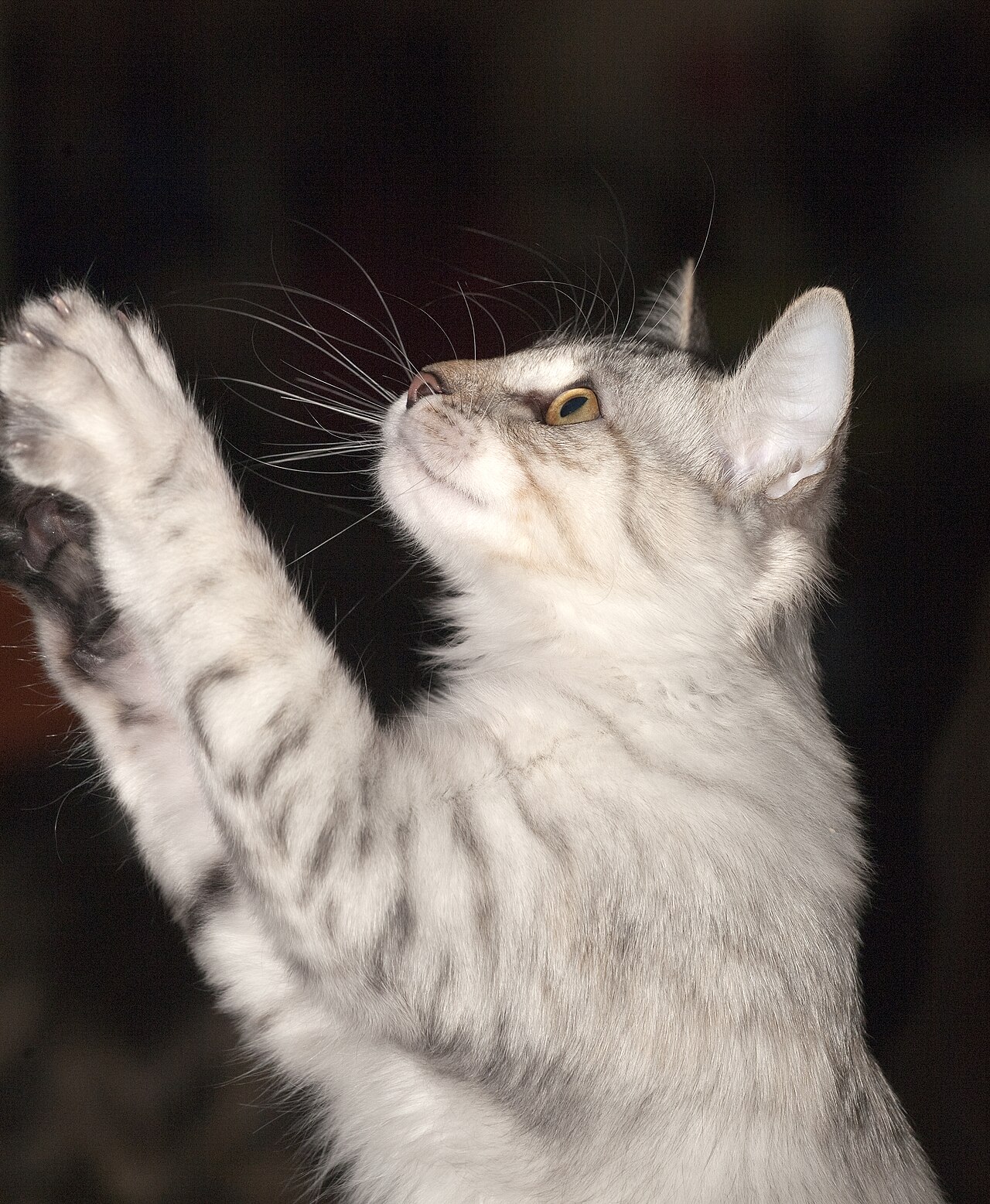 Karelian Bobtail — 5