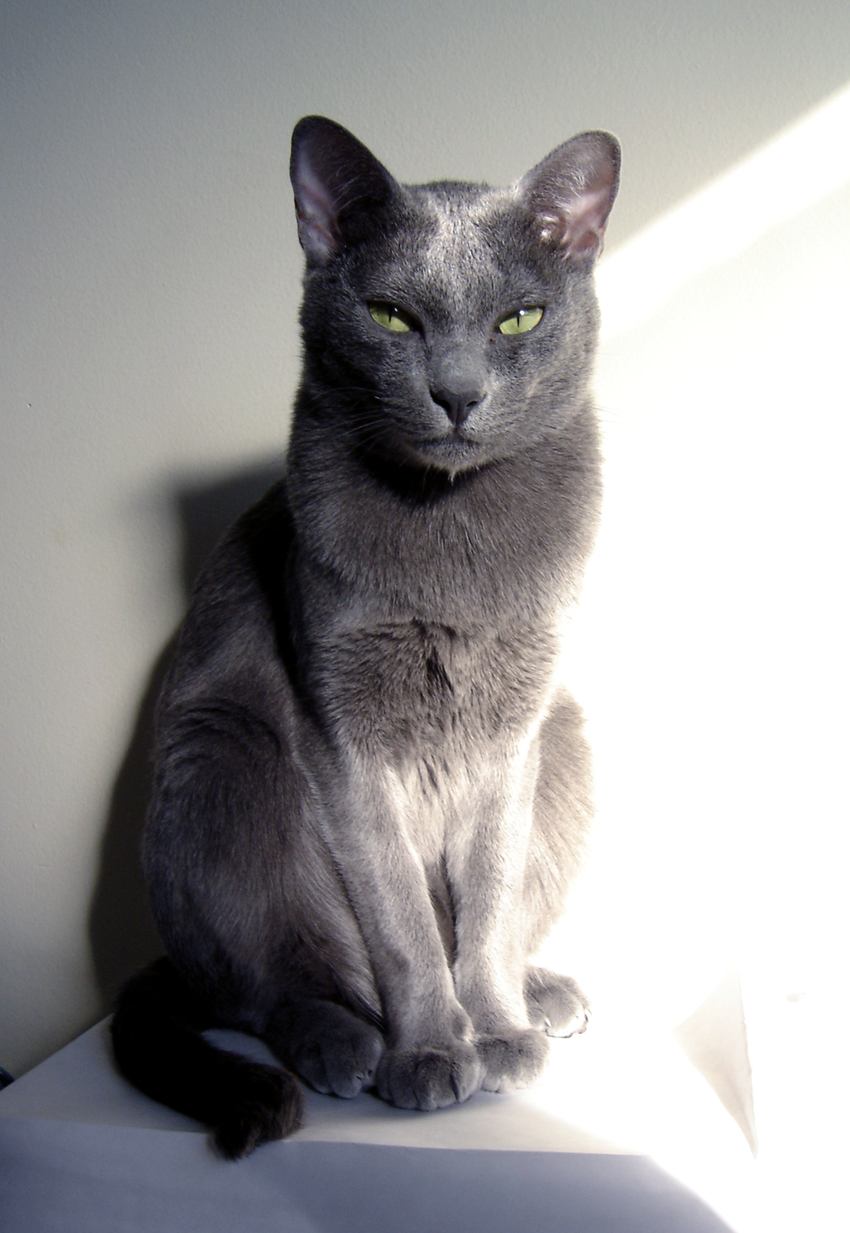 Korat — 1