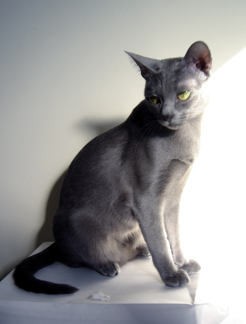 Korat — 2