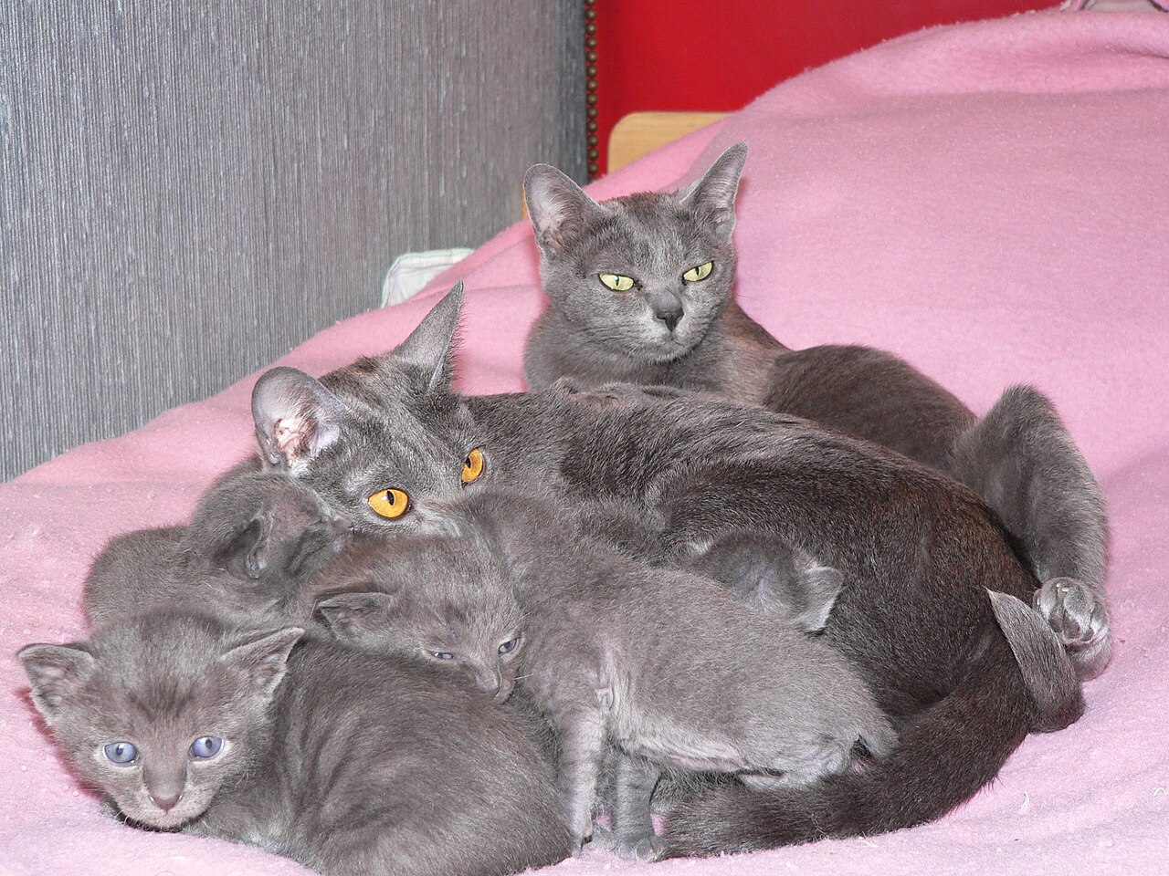 Korat — 3