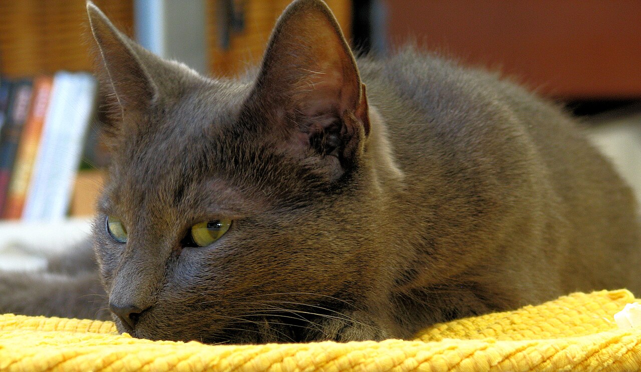 Korat — 5
