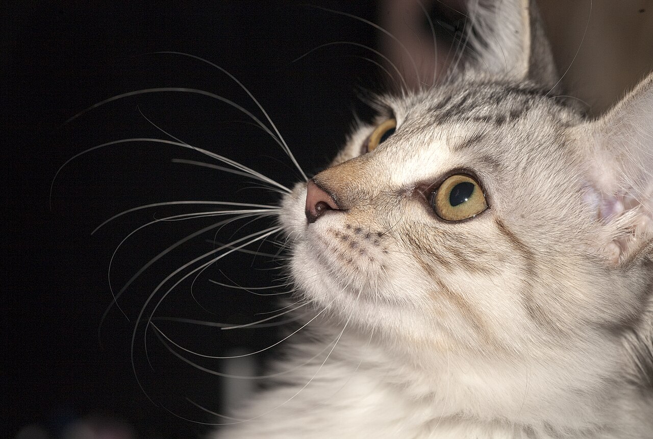 Kurilian Bobtail, or Kuril Islands Bobtail — 2