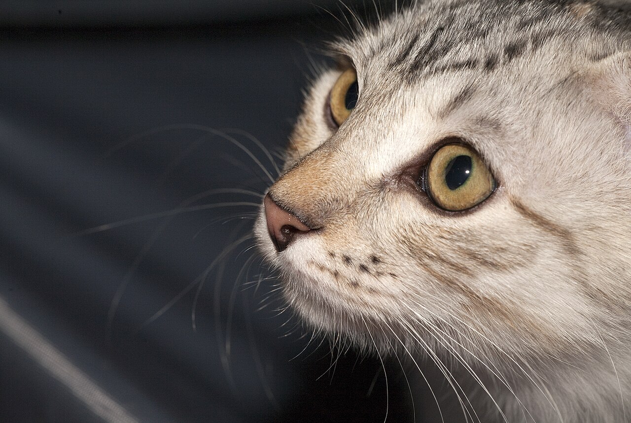 Kurilian Bobtail, or Kuril Islands Bobtail — 3
