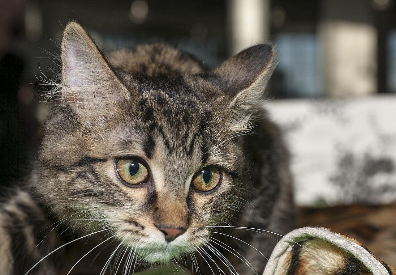 Kurilian Bobtail, or Kuril Islands Bobtail — 4