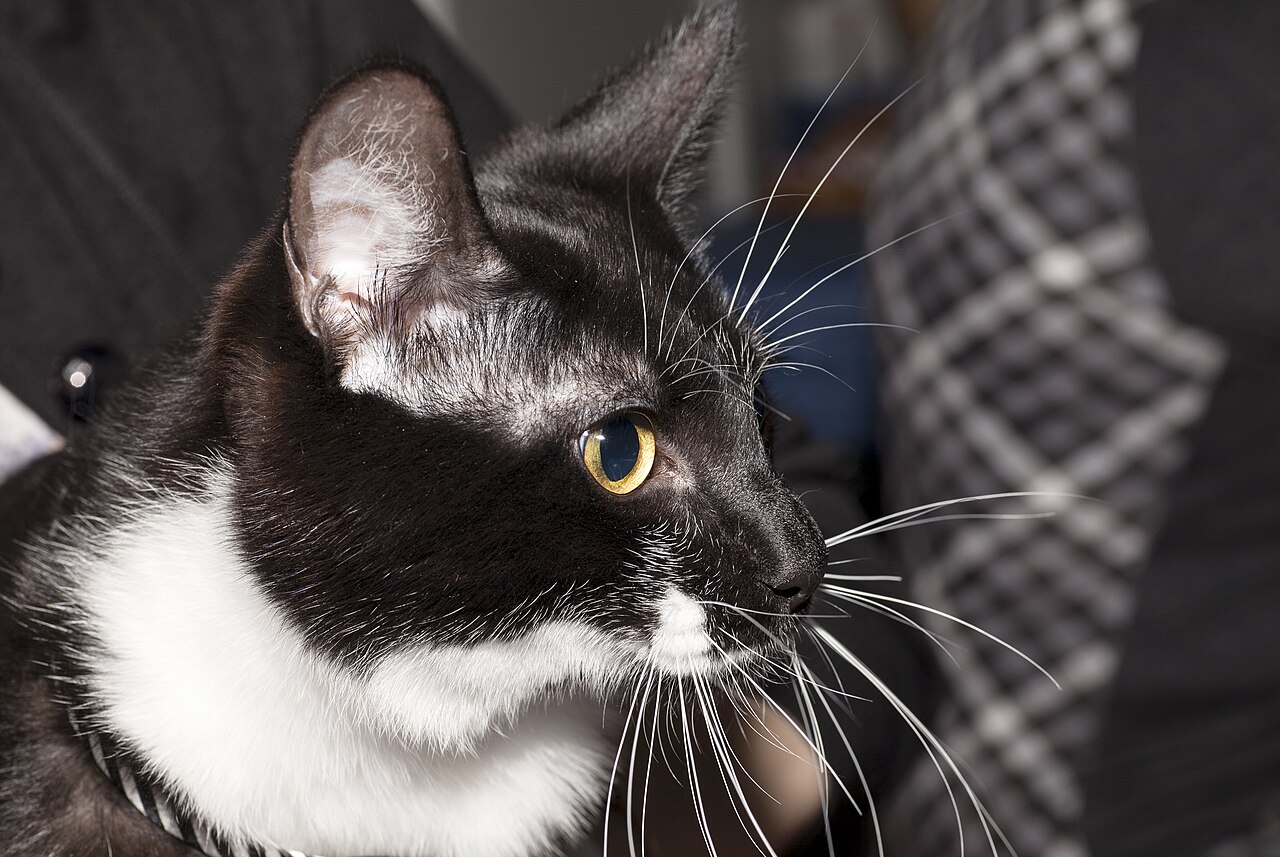 Kurilian Bobtail, or Kuril Islands Bobtail — 6