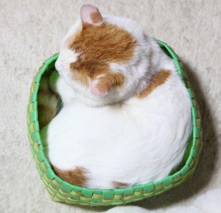 Kurilian Bobtail, or Kuril Islands Bobtail