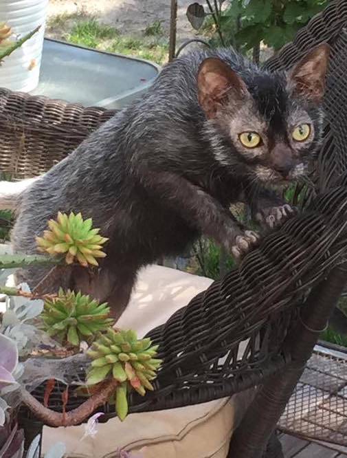 Lykoi — 1