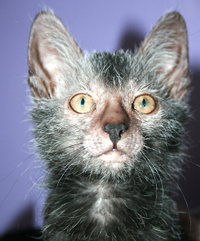 Lykoi — 2