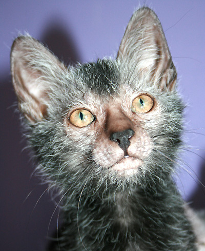 Lykoi — 3