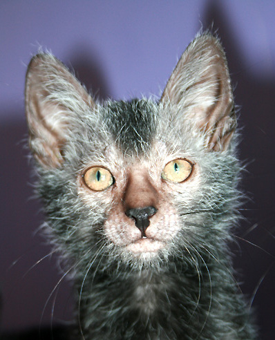 Lykoi — 4