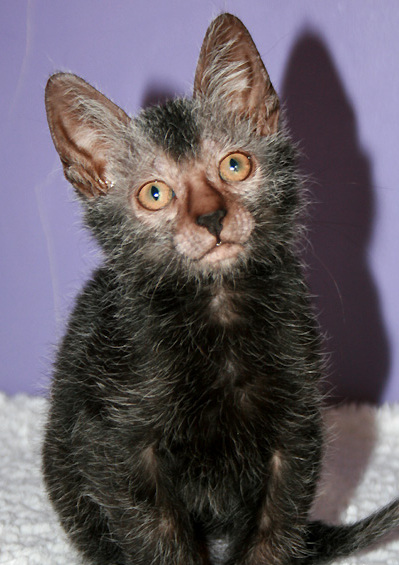 Lykoi — 5
