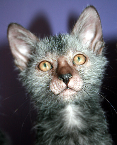 Lykoi — 6