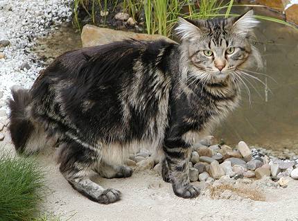 Maine Coon — 1