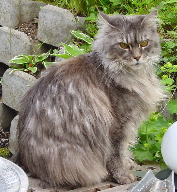 Maine Coon — 3