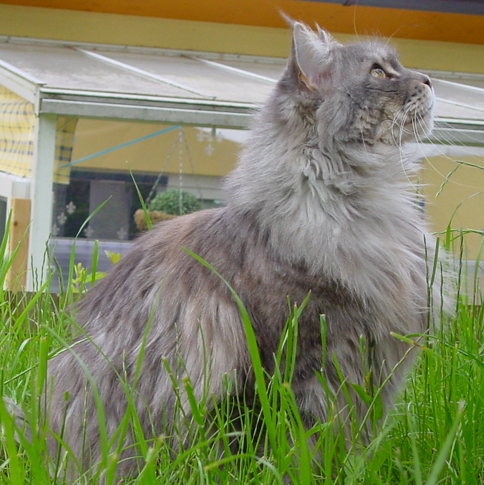 Maine Coon — 4