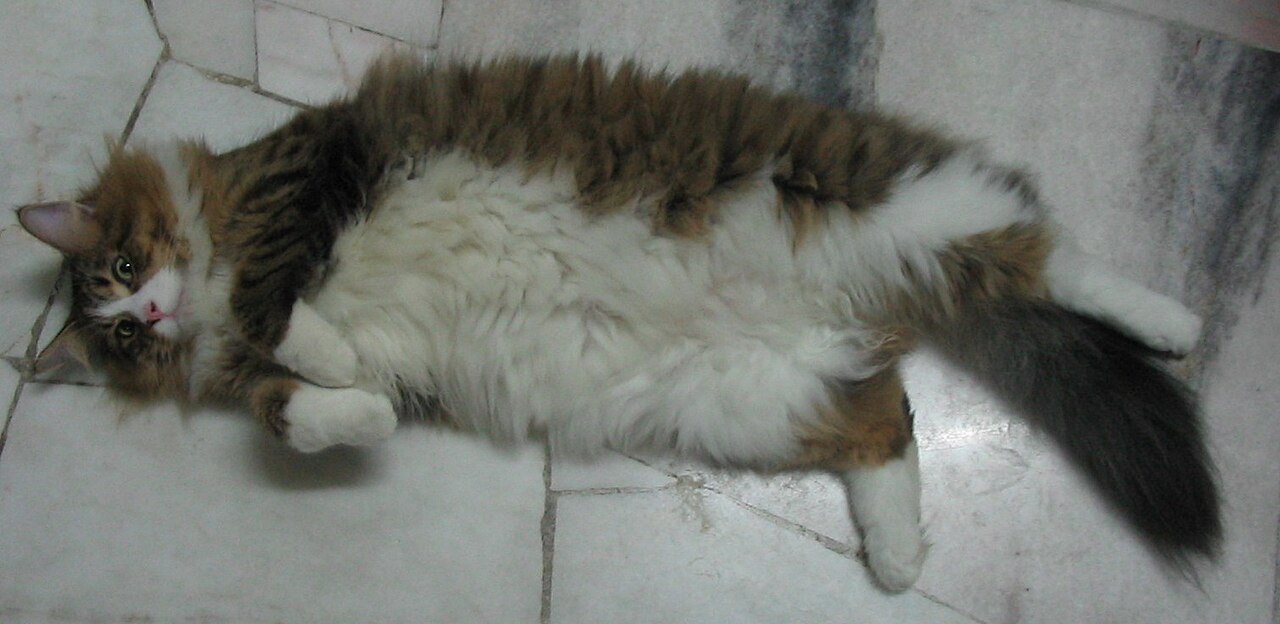 Maine Coon — 5