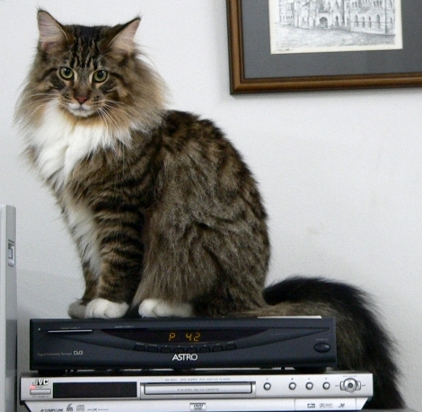 Maine Coon — 6