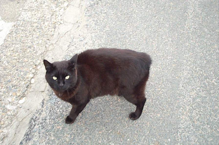 Manx — 1