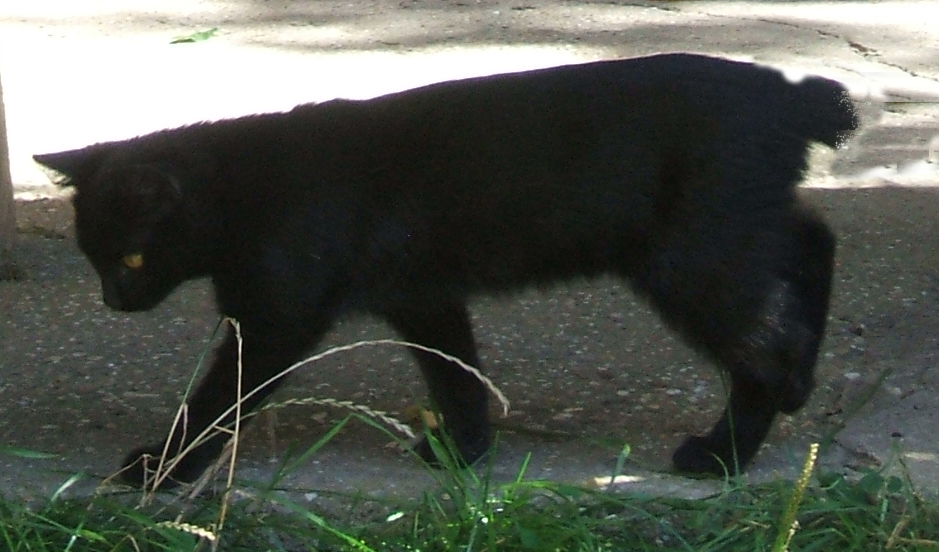 Manx — 2