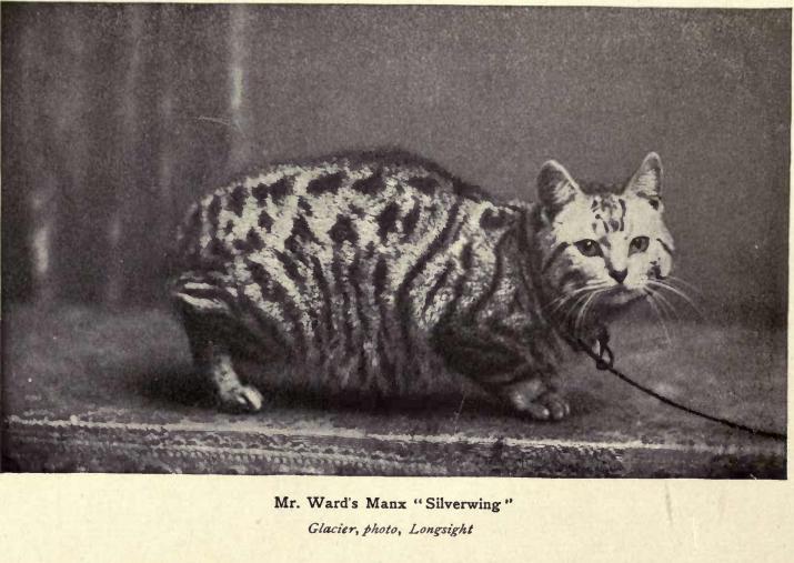 Manx — 3