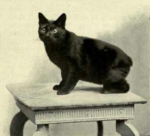 Manx — 4