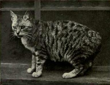 Manx — 5