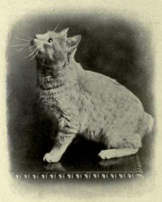 Manx — 6