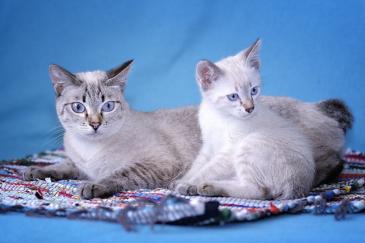 Mekong Bobtail — 1