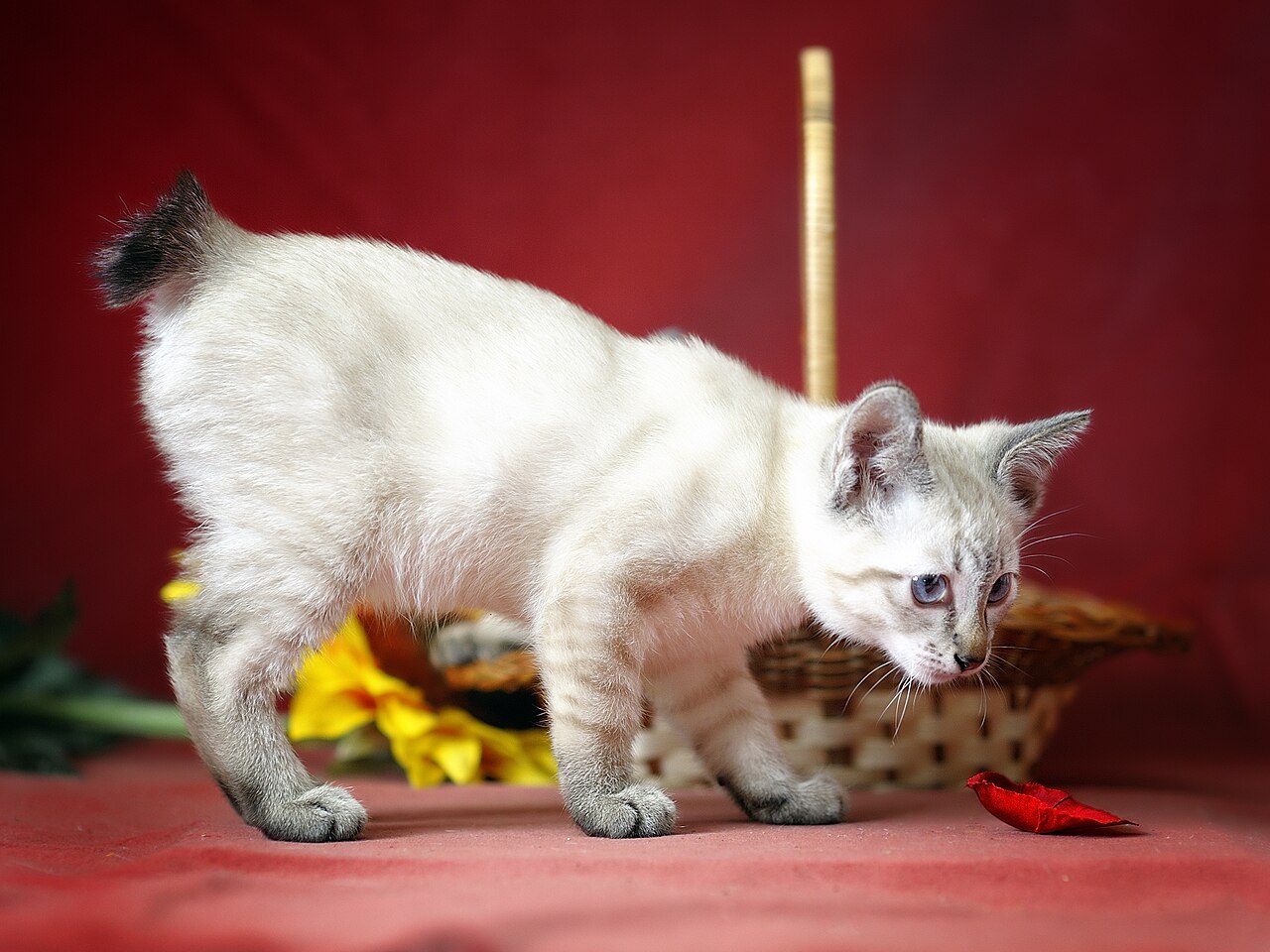 Mekong Bobtail — 2
