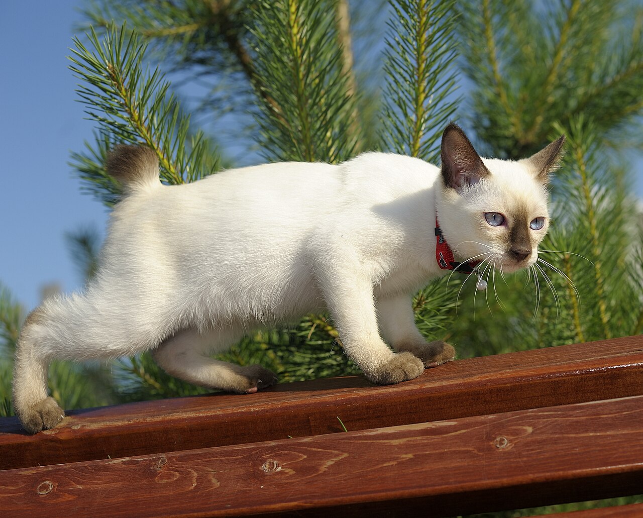 Mekong Bobtail — 3